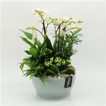 Orhideja Phalaenopsis PHAL-2629W creatie 5 pp 50cm 22cm Q4253