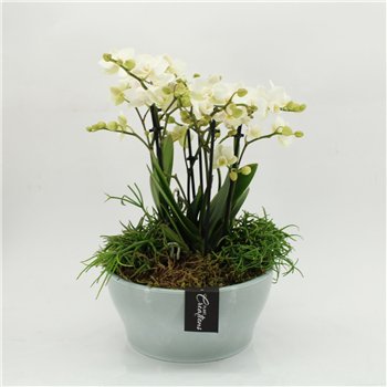 Orhideja Phalaenopsis PHAL-2628W creatie 4 pp 50cm 22cm Q4254