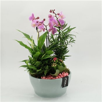 Orhideja Phalaenopsis PHAL-2629RZ creatie 5 pp 50cm 22cm Q4256