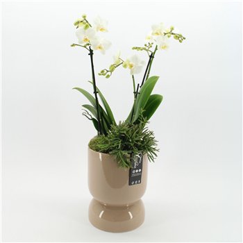 Orhideja Phalaenopsis PHAL-2624W creatie 2 pp 70cm 19cm Q4262
