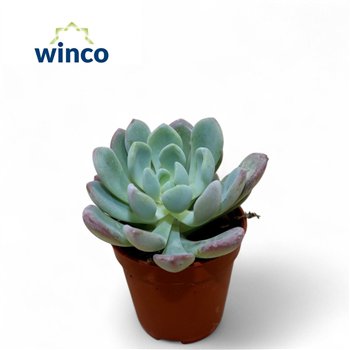 Echeveria Eleganceoverige fl 8cm 5.5cm Q1091