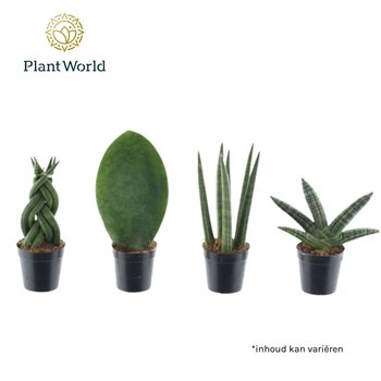 Taščin jezik - Sanseveria cylindrica mix Kakarum 10cm 5.5cm Q1215