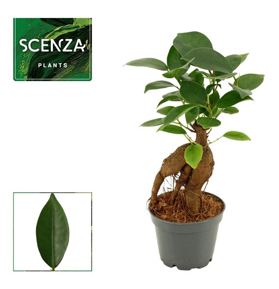 Fikus microcarpa ginseng Ginseng 6 cm Retusa (Scenza) 1 pp 15cm 6cm Q2866