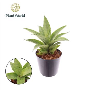 Taščin jezik - Sanseveria cylindrica Lotus 15cm 8.5cm Q1172