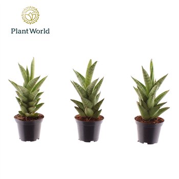 Taščin jezik - Sanseveria cylindrica Starshooter 7 cm 15cm 7cm Q1170