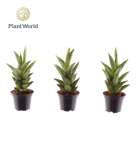 Taščin jezik - Sanseveria cylindrica Starshooter 7 cm 15cm 7cm Q1170