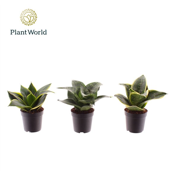 Taščin jezik - Sanseveria trifasciata mixed dwarf 7 cm 15cm 7cm Q1208