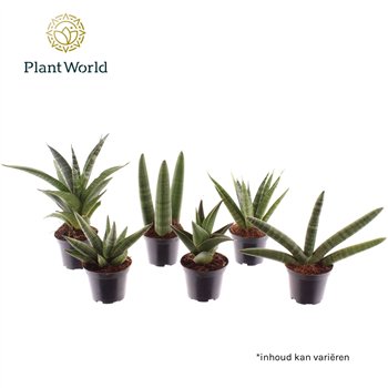 Taščin jezik - Sanseveria cylindrica luxe mix 7 cm 15cm 7cm Q1214