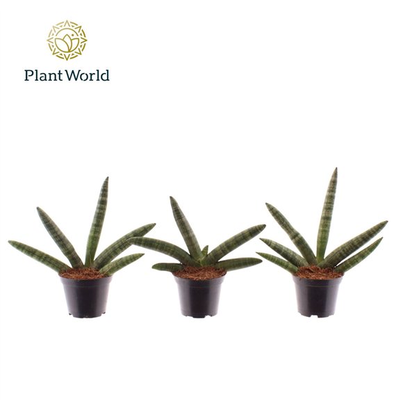 Taščin jezik - Sanseveria cylindrica skyline Skyline 7 cm 15cm 7cm Q1260