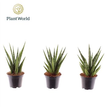 Taščin jezik - Sanseveria cylindrica Dancing Queen 7 cm 20cm 7cm Q1265