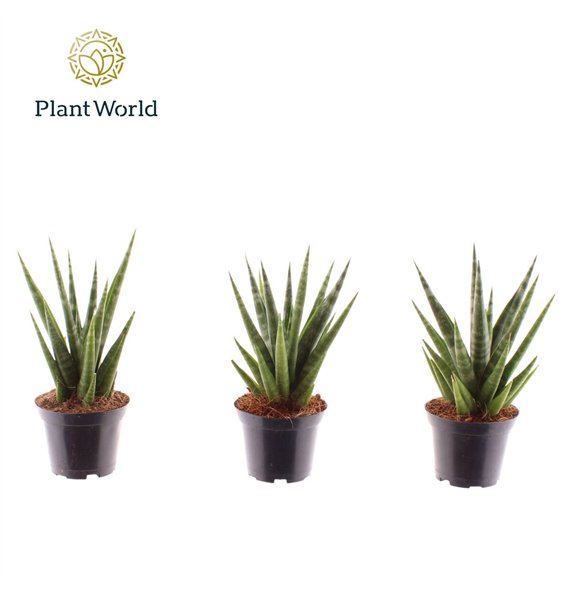 Taščin jezik - Sanseveria cylindrica Dancing Queen 7 cm 20cm 7cm Q1265