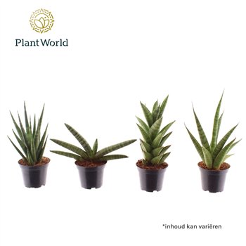 Taščin jezik - Sanseveria cylindrica mix basic 7 cm 10cm 7cm Q1343