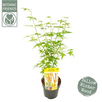 Javor palmatum palm  Bi hoo 70cm 19cm Q7
