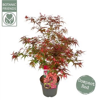 Javor palmatum shaina palm  Shaina 65cm 19cm Q9