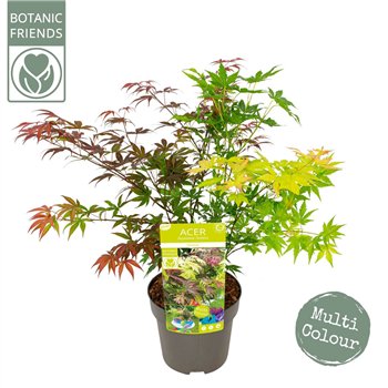 Javor palmatum festival palm  Festival 65cm 19cm Q16