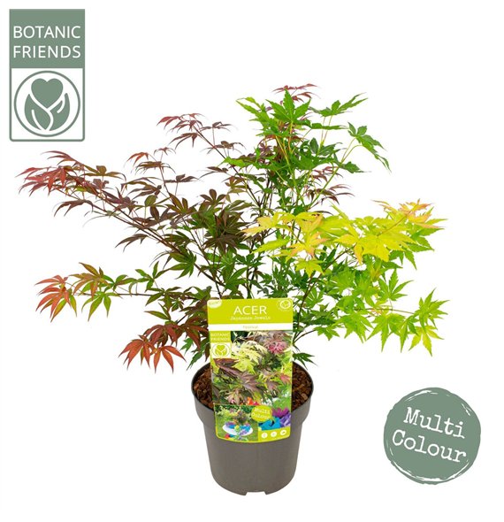 Javor palmatum festival palm  Festival 65cm 19cm Q16