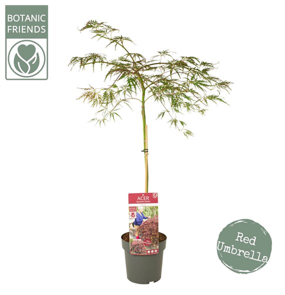 Javor palmatum garnet palm  Garnet 100cm 19cm Q18