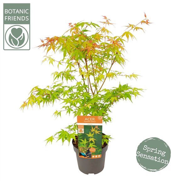 Javor palmatum katsura palm  Katsura 65cm 19cm Q19