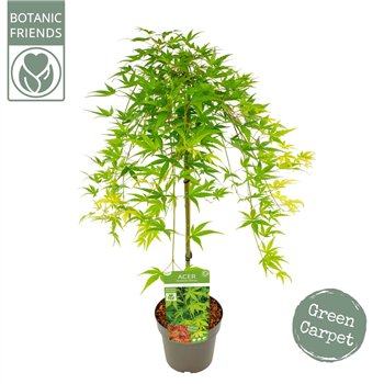 Javor palmatum ryusen palm  Ryusen ® 80cm 19cm Q22