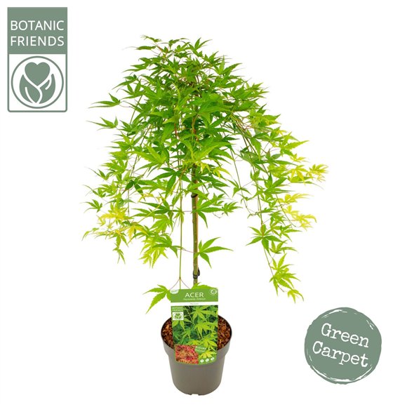 Javor palmatum ryusen palm  Ryusen ® 80cm 19cm Q22