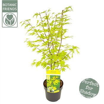Javor palmatum anne irene palm  Anne Irene ® 65cm 19cm Q29