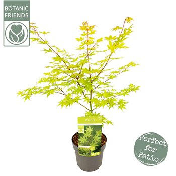 Javor palmatum summer gold palm  Summer Gold 65cm 19cm Q30