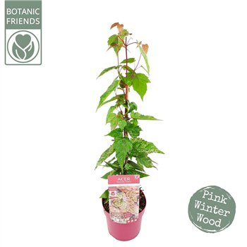 Javor conspicuum red flamingo Red Flamingo 60cm 19cm Q37