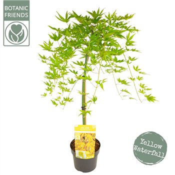 Javor palmatum palm  Cascade Citrine40 cm stem 80cm 19cm Q39