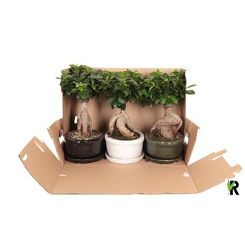 Fikus microcarpa ginseng micr  Ginseng in keram ovaal bowl with schotel 348 1 pp 40cm 30cm Q2915