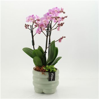 Orhideja Phalaenopsis PHAL-2658RZ creatie 2 pp 60cm 18cm Q4233