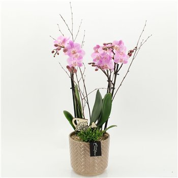 Orhideja Phalaenopsis PHAL-2621RZ creatie 2 pp 65cm 16cm Q4261