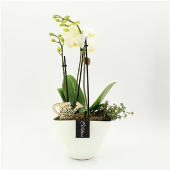 Orhideja Phalaenopsis PHAL-2626W creatie 2 pp 55cm 19cm Q4258