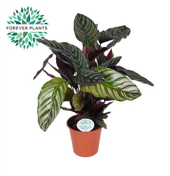 Kalateja Ornata p17 50cm 17cm Q1984