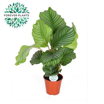 Kalateja orbifolia Orbifolia p17 50cm 17cm Q1986