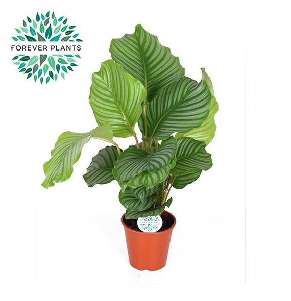 Kalateja orbifolia Orbifolia p17 50cm 17cm Q1986