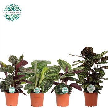 Kalateja mix mixed p17 55cm 17cm Q1987