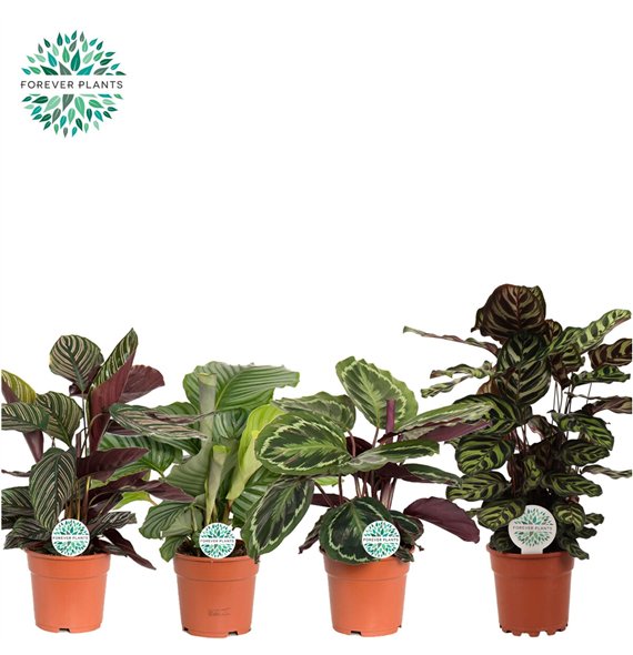 Kalateja mix mixed p17 55cm 17cm Q1987