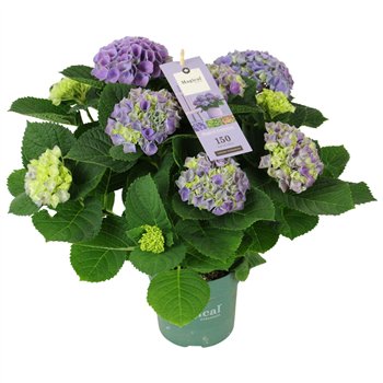 Hortenzija macr  magical evolution Magical Evolution ® blue 5 6 flowers5 fl 40cm 14cm Q3335