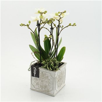 Orhideja Phalaenopsis PHAL-2649W creatie 2 pp 50cm 13cm Q4246