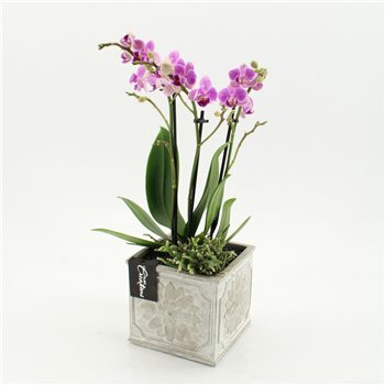 Orhideja Phalaenopsis PHAL-2649RZ creatie 2 pp 50cm 13cm Q4247