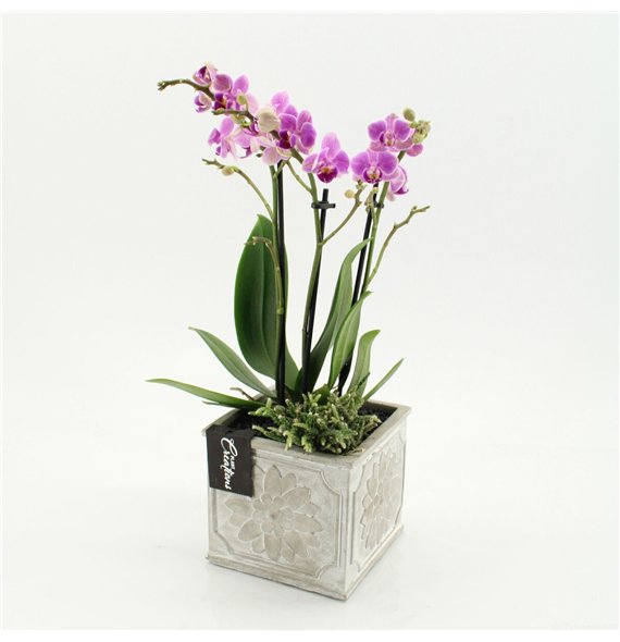 Orhideja Phalaenopsis PHAL-2649RZ creatie 2 pp 50cm 13cm Q4247