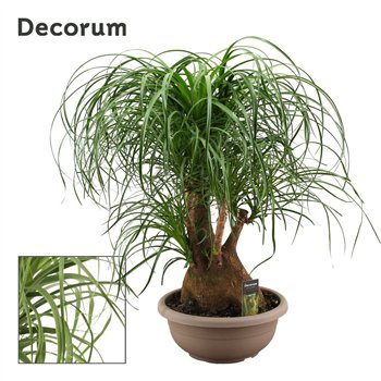 Nolina Beaucarnea recurvata branched 35cm bowl Decorum 80cm 35cm Q678