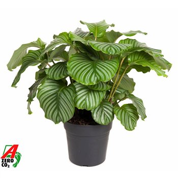 Kalateja orbifolia Orbifolia2 pp without flower fl 80cm 27cm Q1533