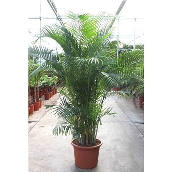 Palma Dypsis lutescens (Areca) 20 pp 220cm 45cm Q2299