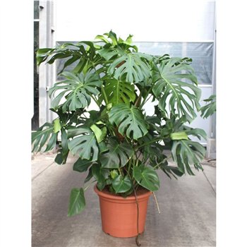 Monstera deliciosa deliciosa9 pp 170cm 55cm Q3236