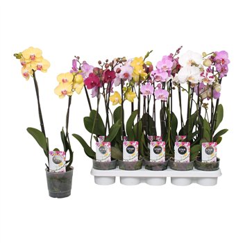 Orhideja Phalaenopsis mix Star Mix  2-spike 12+12 fl 2 stems plnt 55cm 12cm Q3743