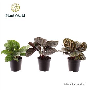 Kalateja mix 7 cm 15cm 7cm Q1510