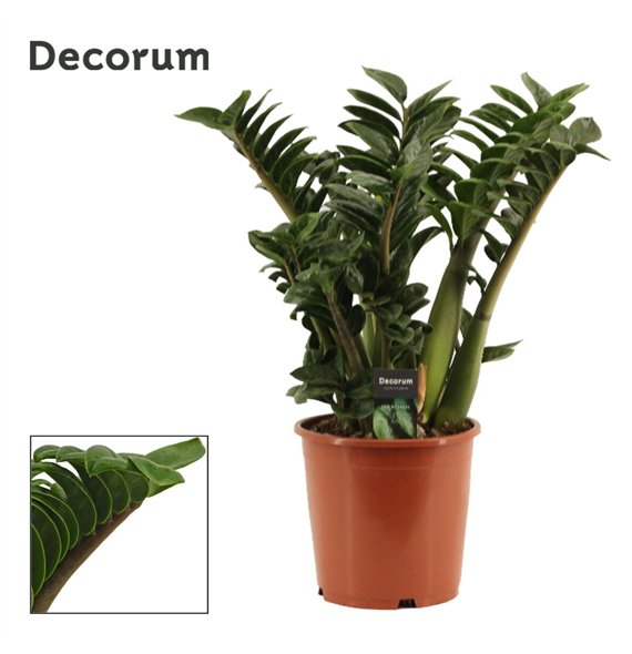 Zamija zamiifolia zenzi Zenzi 6+ 65cm 21cm Q4803