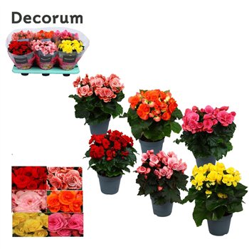 Begonija elatior du  mix 14 cm (5 colours) Decorum1 pp 32cm 14cm Q738