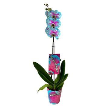 Orhideja Phalaenopsis wonder of nature Wonder 1 takbl  stems plnt 70cm 12cm Q4628
